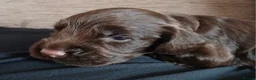 English Springer Spaniel dogs for sale: 8 x Healthy Springer Spaniel pups,ready 15/06/26 - Advert 12