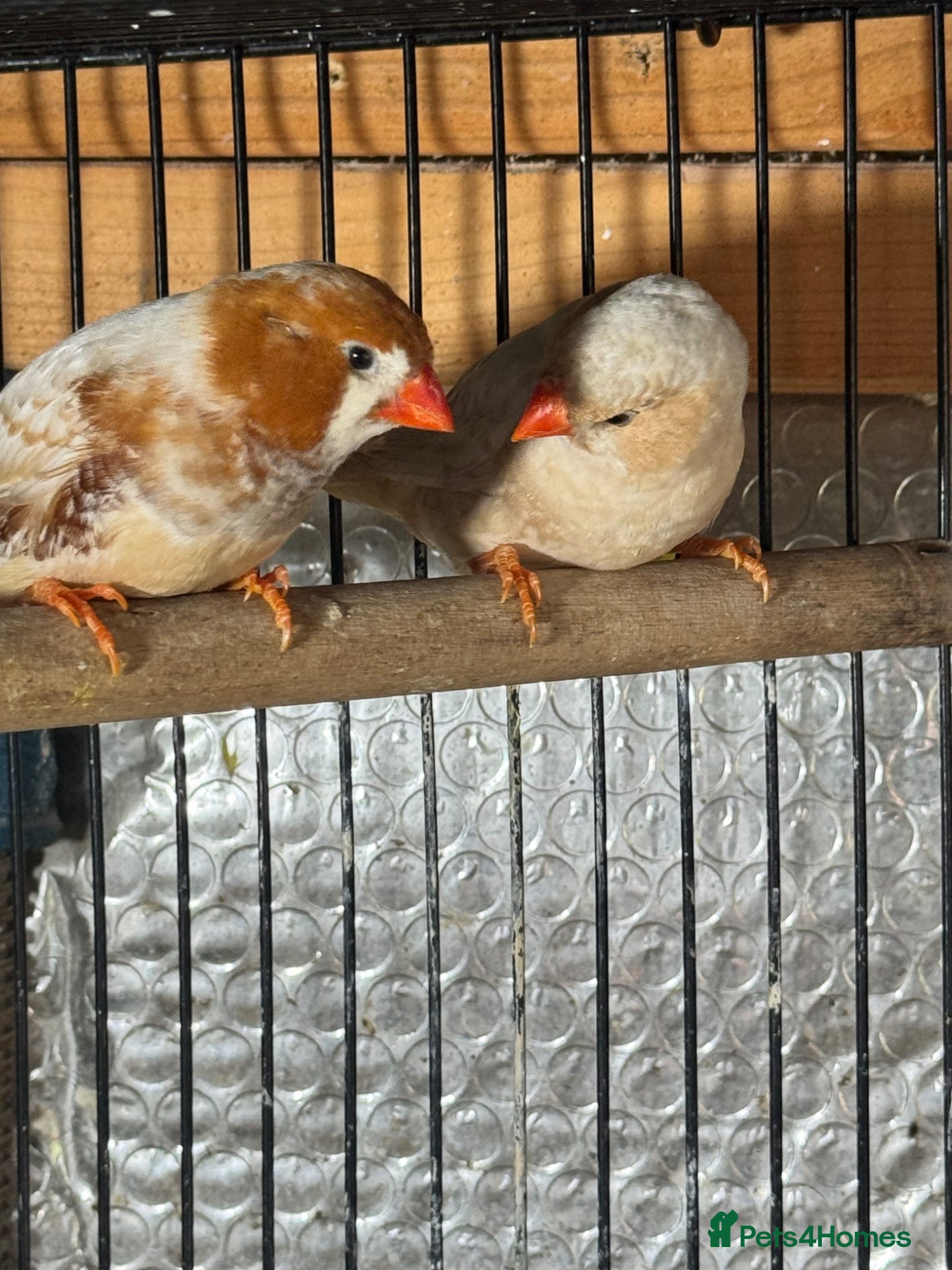 Mixed Breed birds Zebra and Bengal finches .  - Advert 20