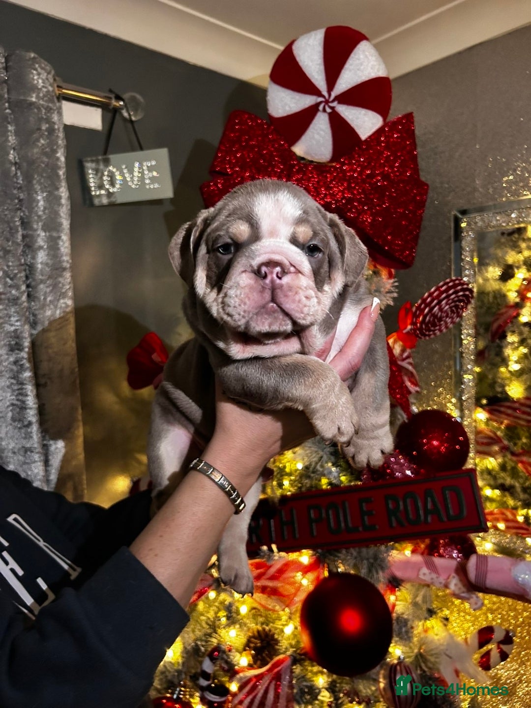 English Bulldog dogs for sale: English bulldogs - Advert 11