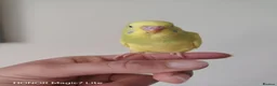 Budgerigars birds for sale: Beautiful Baby Budgies  - Advert 4