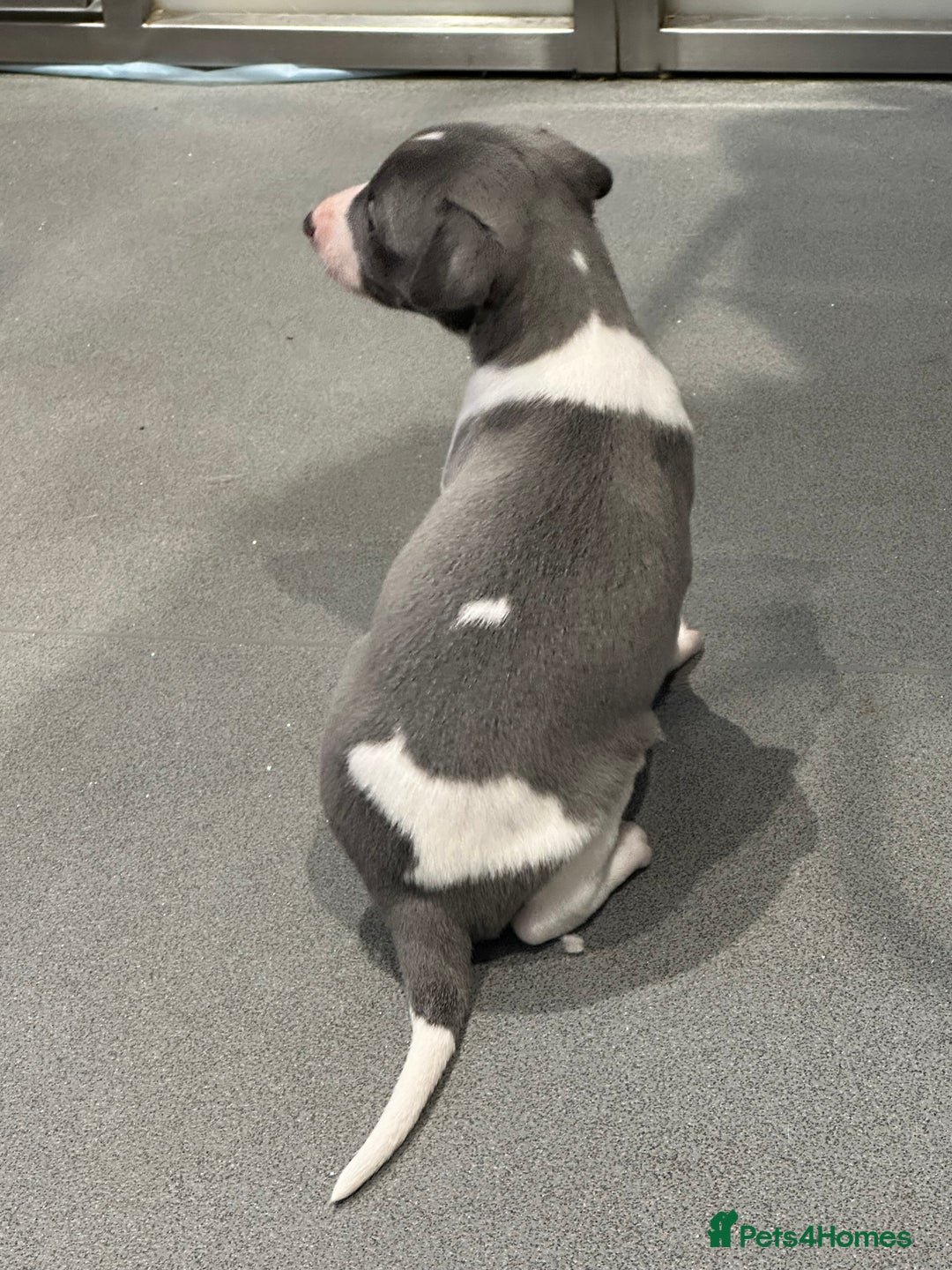 Whippet dogs for sale: Pedigree whippet puppy’s  - Advert 13