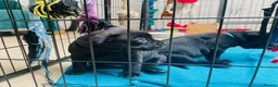 Staffordshire Bull Terrier dogs for sale: 🐾 KC Reg 4 x Stunning Staffy Puppies 🩷🩷🩷💙 - Advert 11