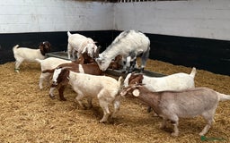 Goats livestock for sale: Boer and Boer X British Alpine Nannies  - Image 2