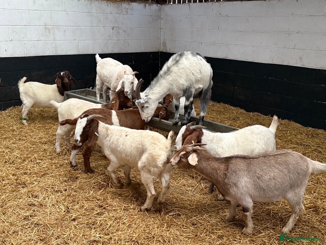 Goats livestock for sale: Boer and Boer X British Alpine Nannies  - Image 2