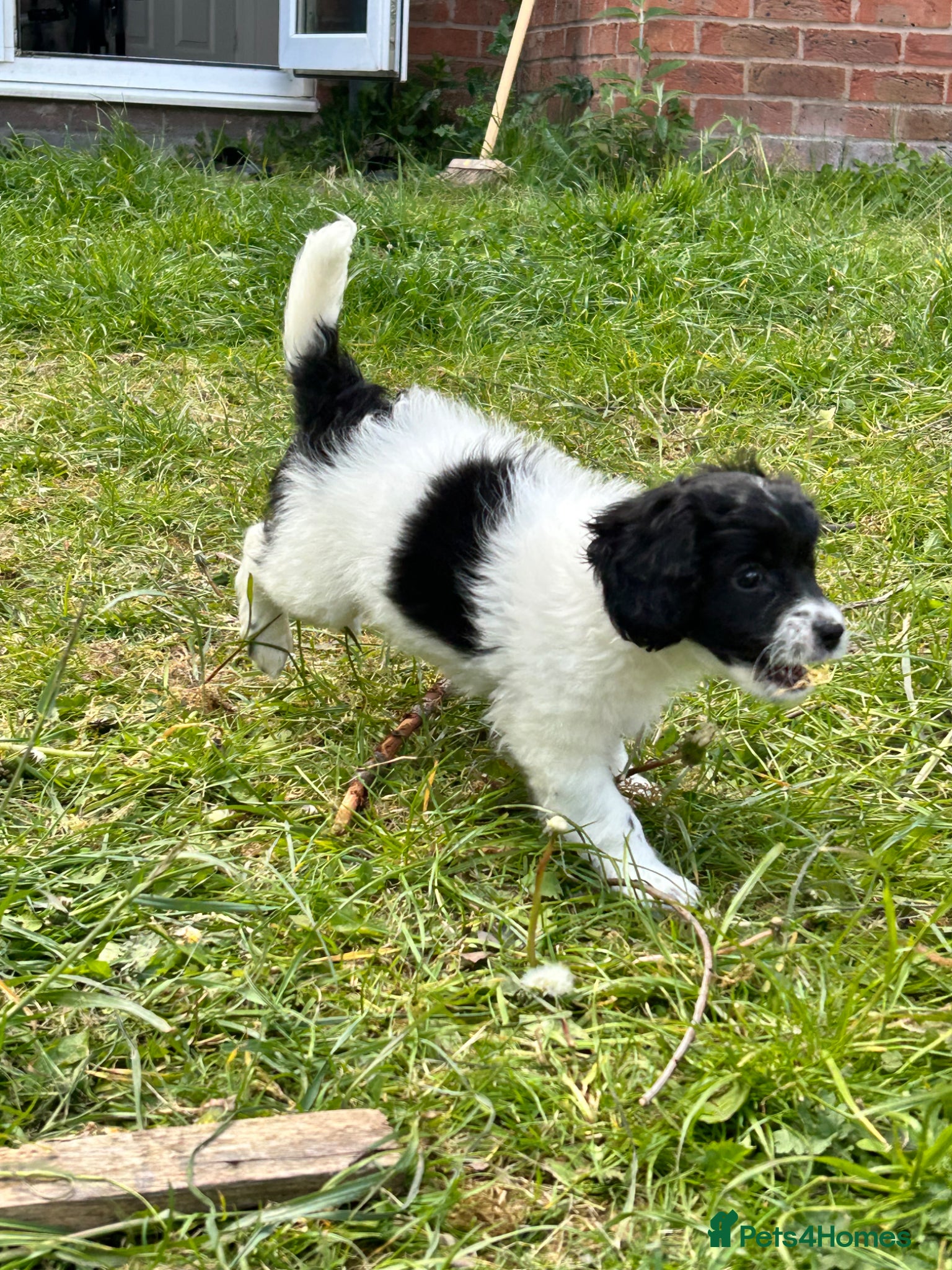Mixed Breed dogs Last Stunning Girl Shihpoo X Sproodle puppies - Advert 5