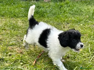Mixed Breed dogs Last Stunning Girl Shihpoo X Sproodle puppies - Advert 5