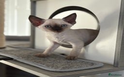 Devon Rex cats for sale: ❤️2 male Devon rex available 😻 - Image 19