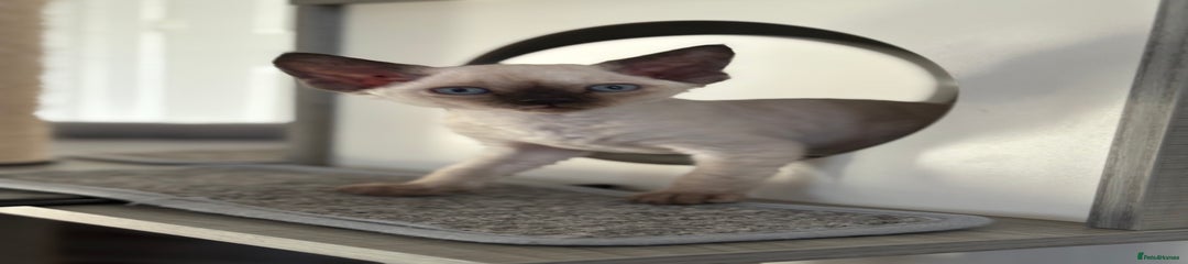 Devon Rex Kitten 6