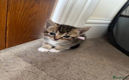 Mixed Breed cats for sale: Mixed breed kittens  - Image 6