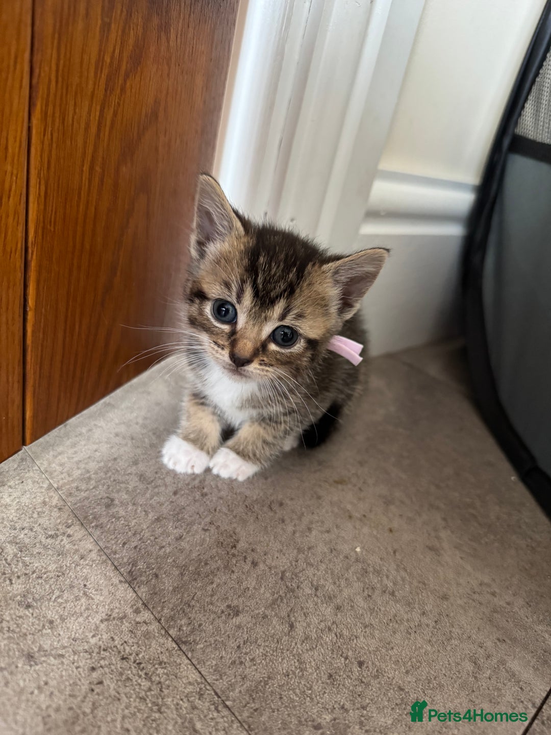 Mixed Breed cats for sale: Mixed breed kittens  - Image 6