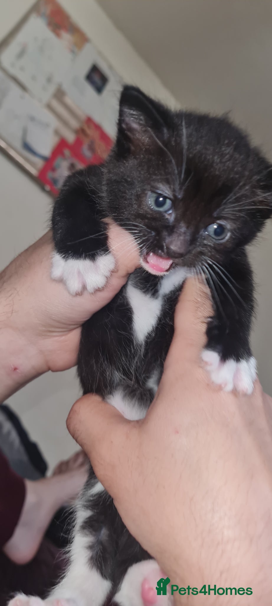 Mixed Breed cats Beautiful fluffy kittens - Advert 2