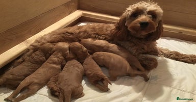 Cavapoo dogs - Advert 5