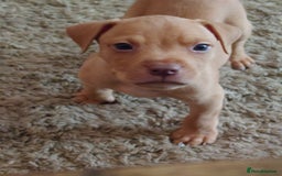 American Bull Staffy dogs for sale: Beautiful Amstaffs looking for forever homes 🥰 - Image 13