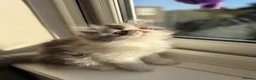 Exotic cats for sale: 2 x exotic shorthair kittens  - Advert 5
