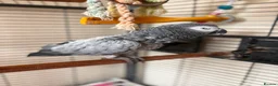 Parrots birds for sale: African grey parrot - Advert 4