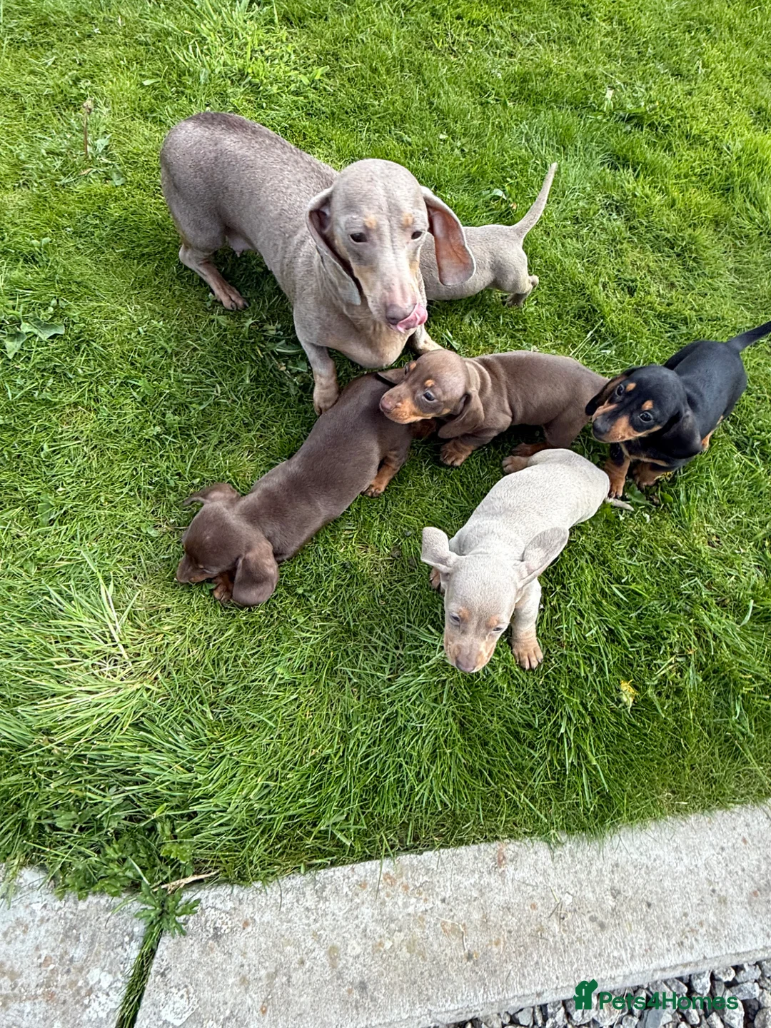 Dachshund dogs for sale: Dachshund puppies - Advert 14