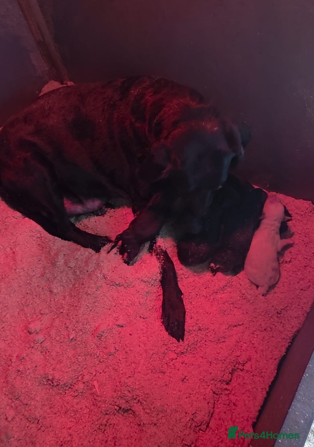 Labrador Retriever dogs for sale: Labrador puppies gold and black boys and girls  - Advert 2