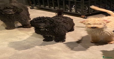 Sproodle dogs - Advert 16