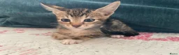 Mixed Breed cats for sale: Siamese x Maine coon kittens - Advert 27
