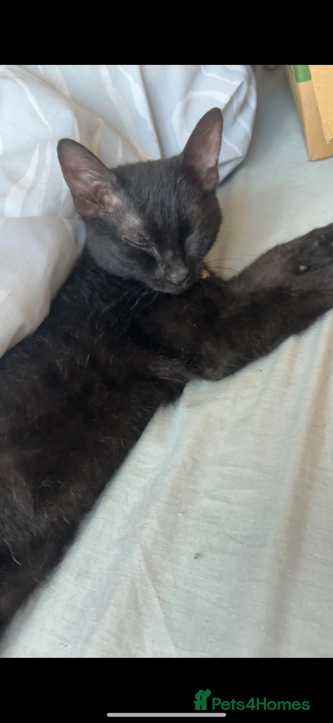 Mixed Breed cats for sale: Mixed breed cats.  - Advert 2