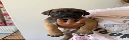Cane Corso dogs for sale: BEAUTIFUL CANE CORSO puppies. PROTECTION+FAMILY - Advert 25