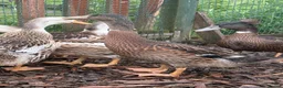 Ducks poultry for sale: 2 rouen x drakes  - Advert 5