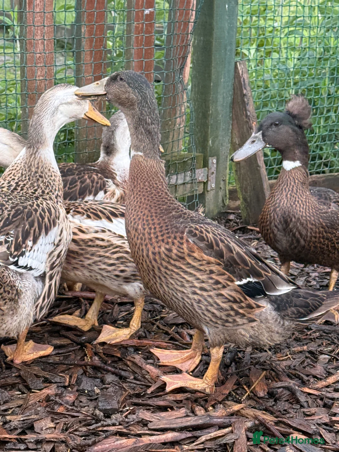 Ducks poultry for sale: 2 rouen x drakes  - Advert 5