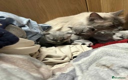 Maine Coon cats for sale: 4 Main Coon cross Ragdoll - Image 8