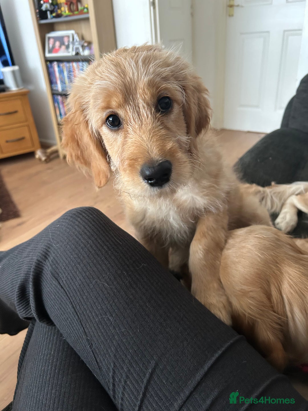 Goldendoodle dogs for sale: Golden doodle puppy - Image 8
