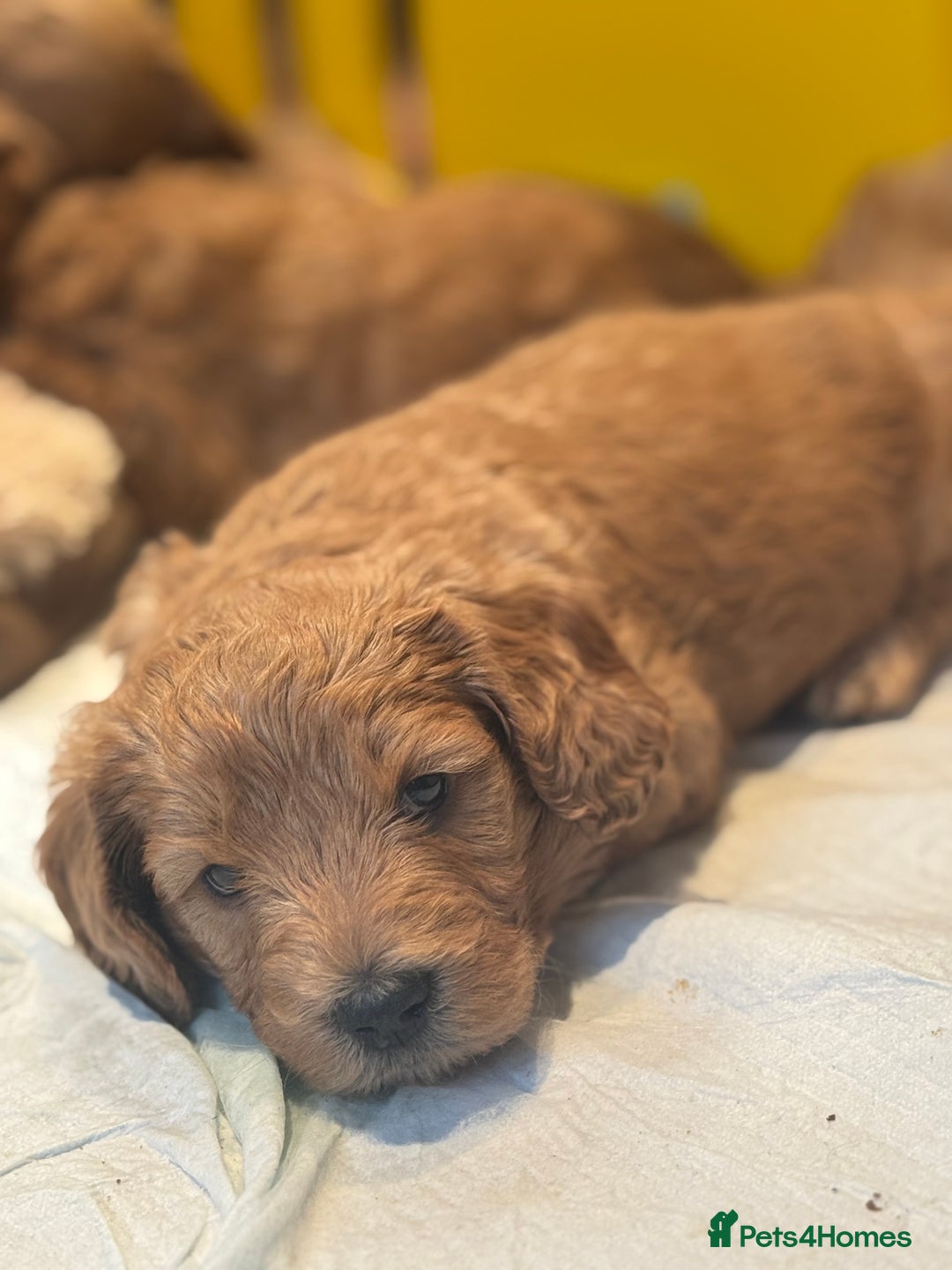 Mini Goldendoodle dogs for sale: Miniature Golden Doodle Puppies - Advert 7