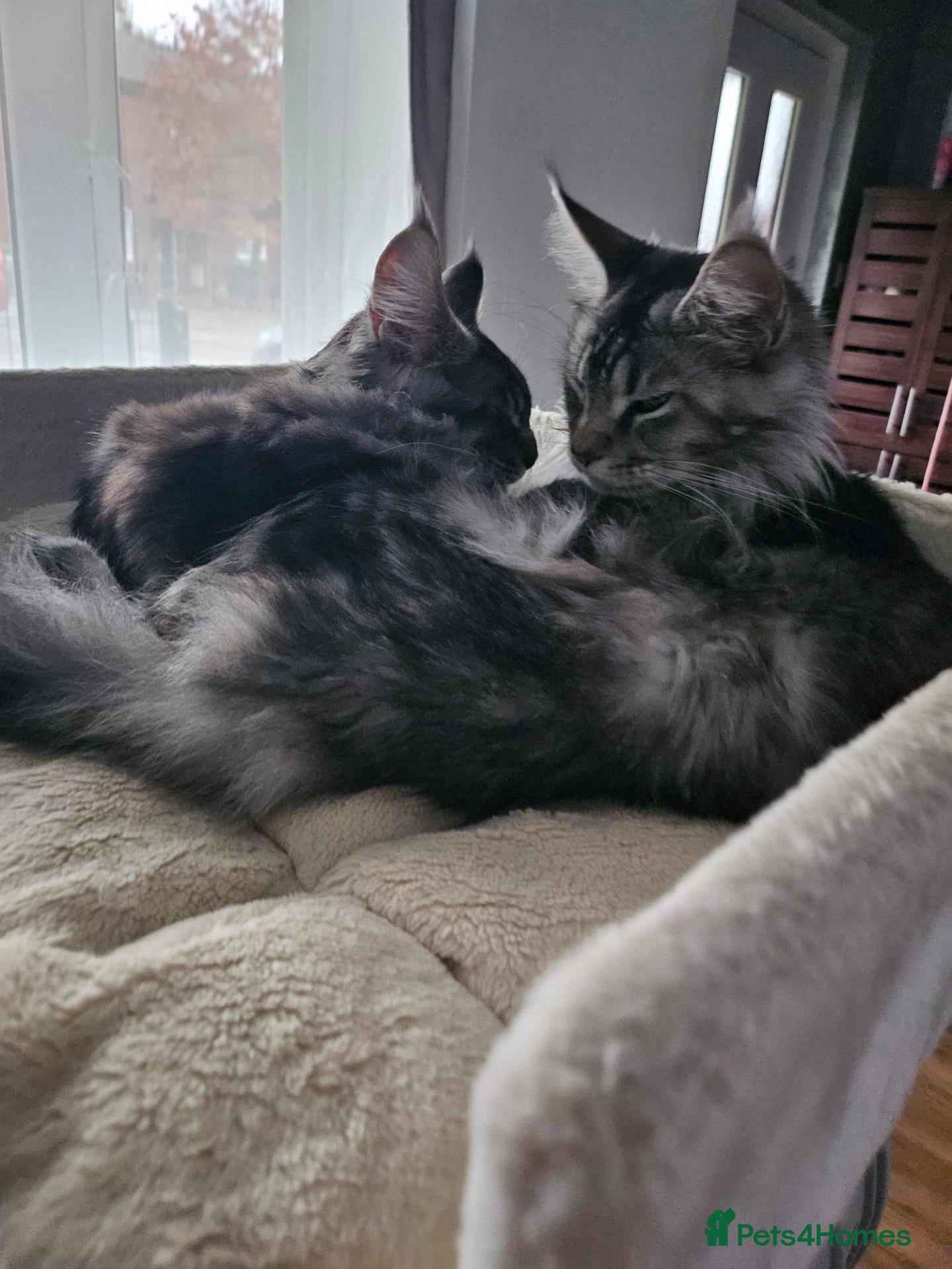Maine Coon cats for sale: Maine Coon Kittens – GCCF Registered  Boys - Advert 1