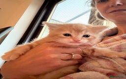 Mixed Breed cats for sale: Adorable fluffy ginger kittens  - Image 4