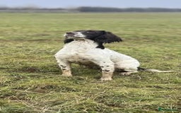 English Springer Spaniel dogs for sale: KC Reg FTCH English Springer Spaniel Puppies  - Image 5