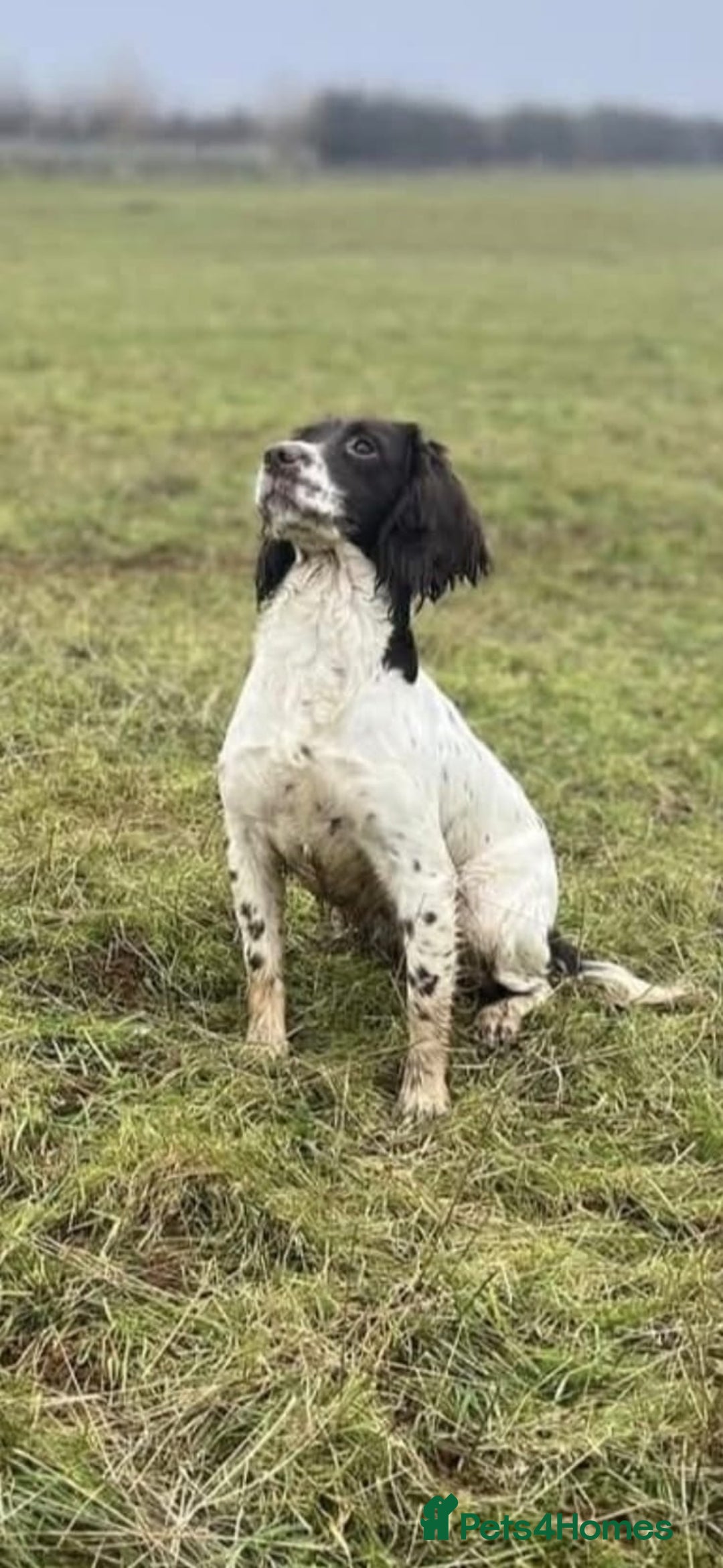 English Springer Spaniel dogs for sale: KC Reg FTCH English Springer Spaniel Puppies  - Image 5