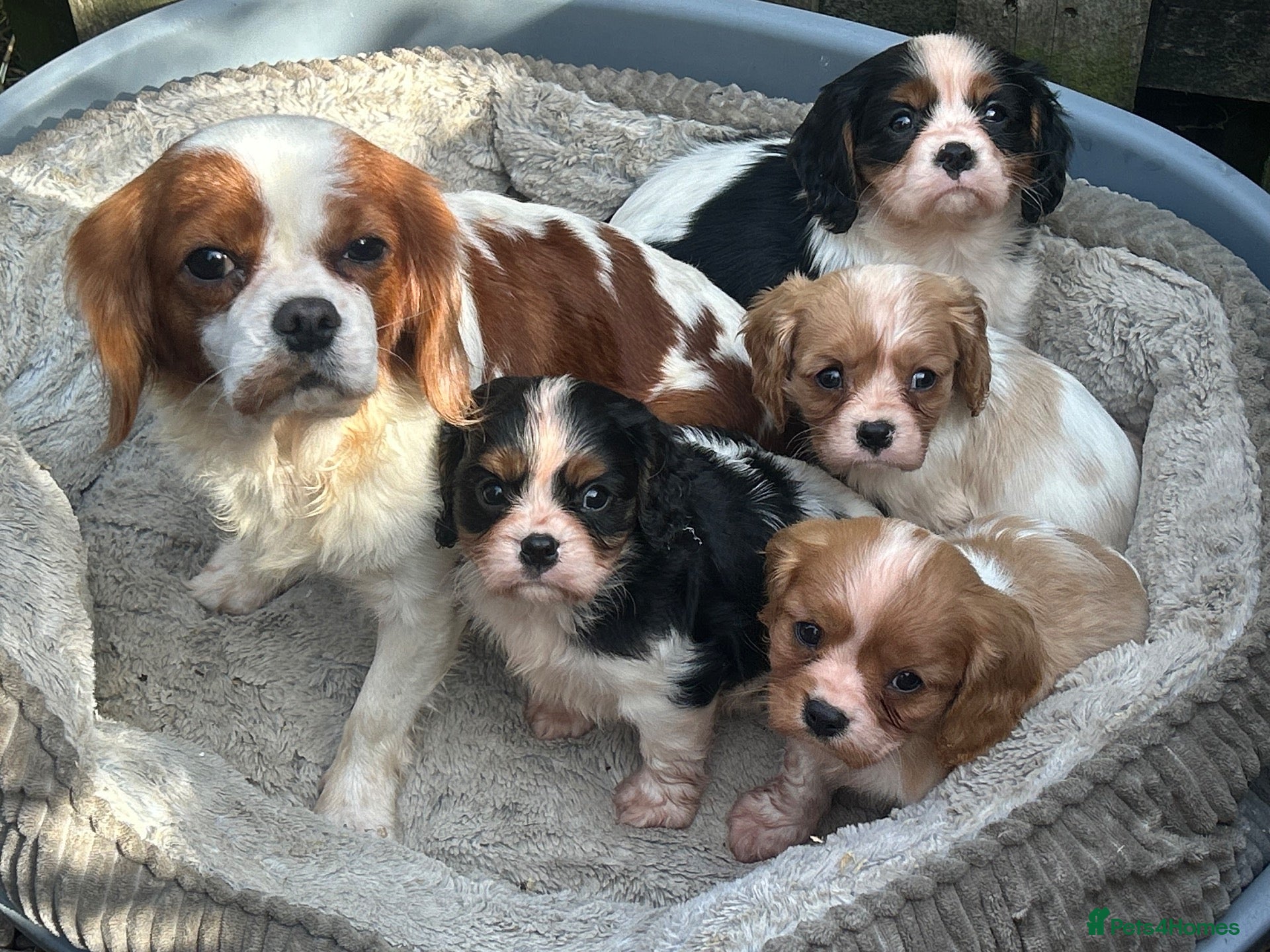Cavalier King Charles Spaniel dogs Cavalier King Charles Puppies - Advert 16