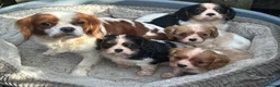 Cavalier King Charles Spaniel dogs for sale: Cavalier King Charles Puppies - Advert 1