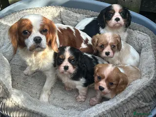Cavalier King Charles Spaniel dogs Cavalier King Charles Puppies - Advert 16