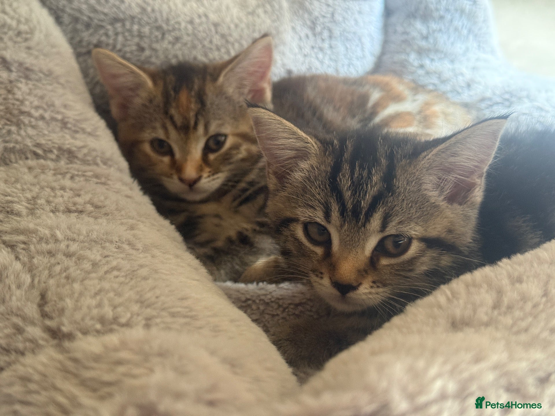 Mixed Breed cats 4 Kittens Looking for Their Forever Homes 🐾 - Advert 3