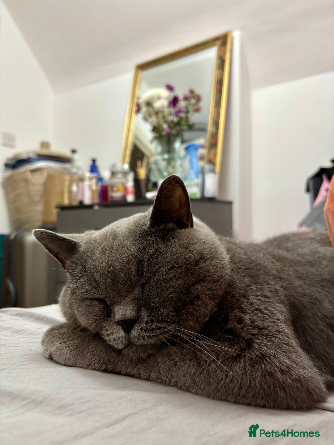 British Shorthair cats for sale: Lovely British Shorthair Cat for Sale – Simba 🐾 - Advert 5