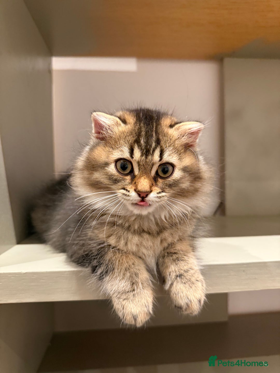 British Longhair cats for sale: British long hair  - Image 3