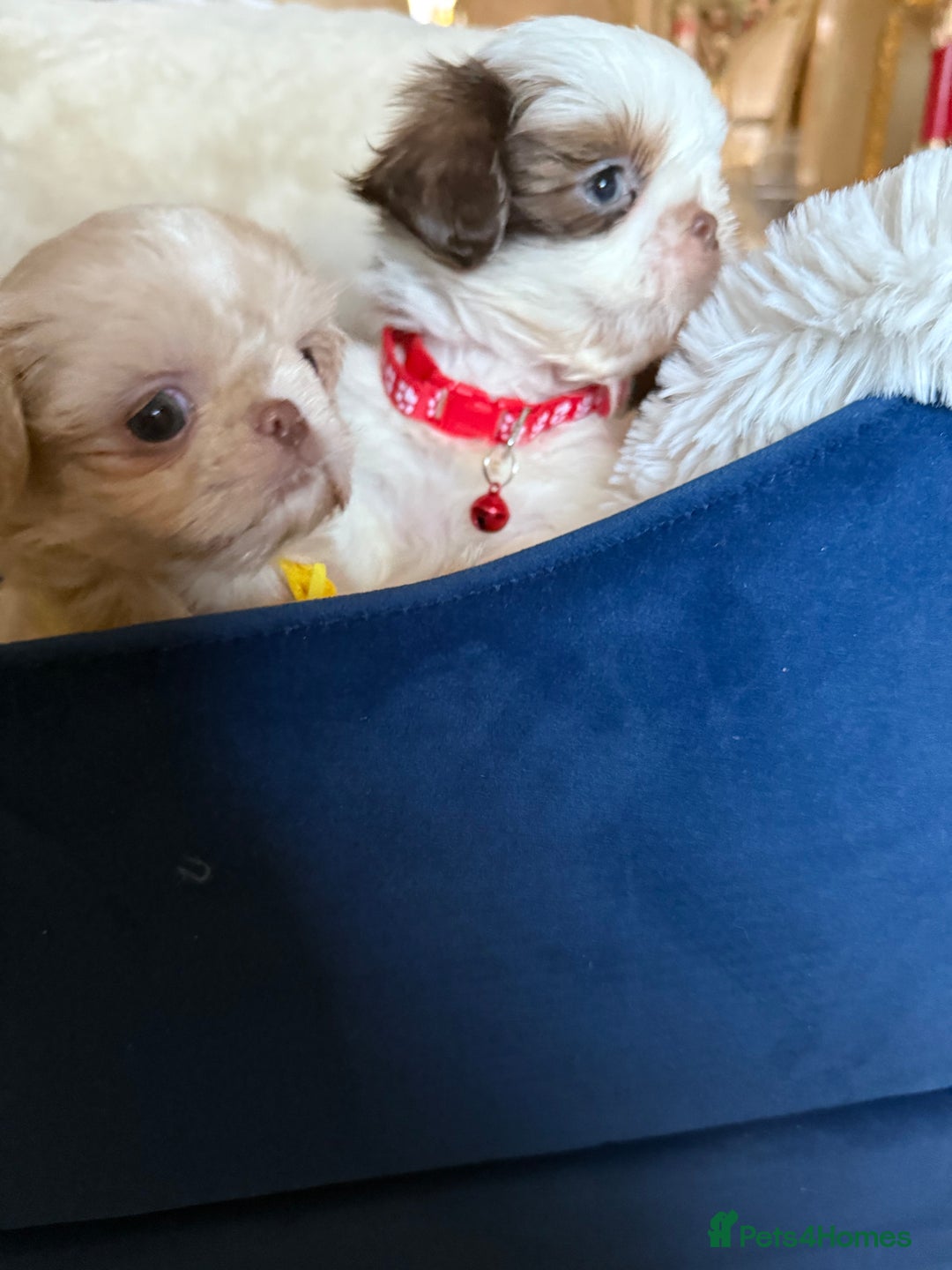 Shih Tzu dogs for sale: IMRERIAL SHIHTZU PUPPIES - Advert 17