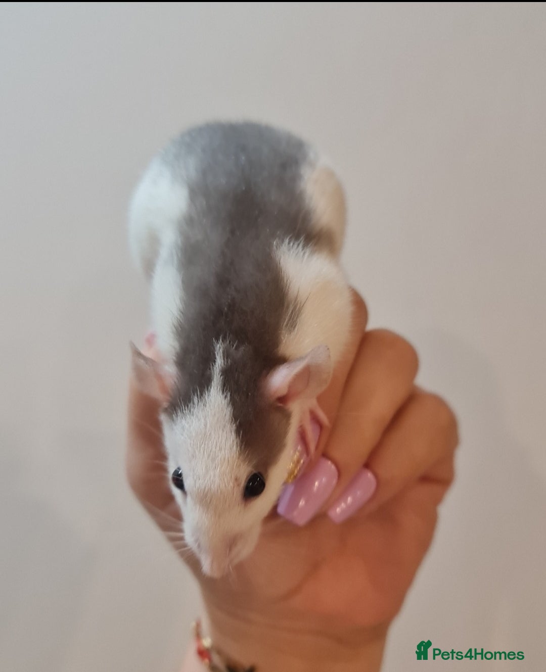 Rat rodents Baby rats looking for forever loved home  - Advert 2