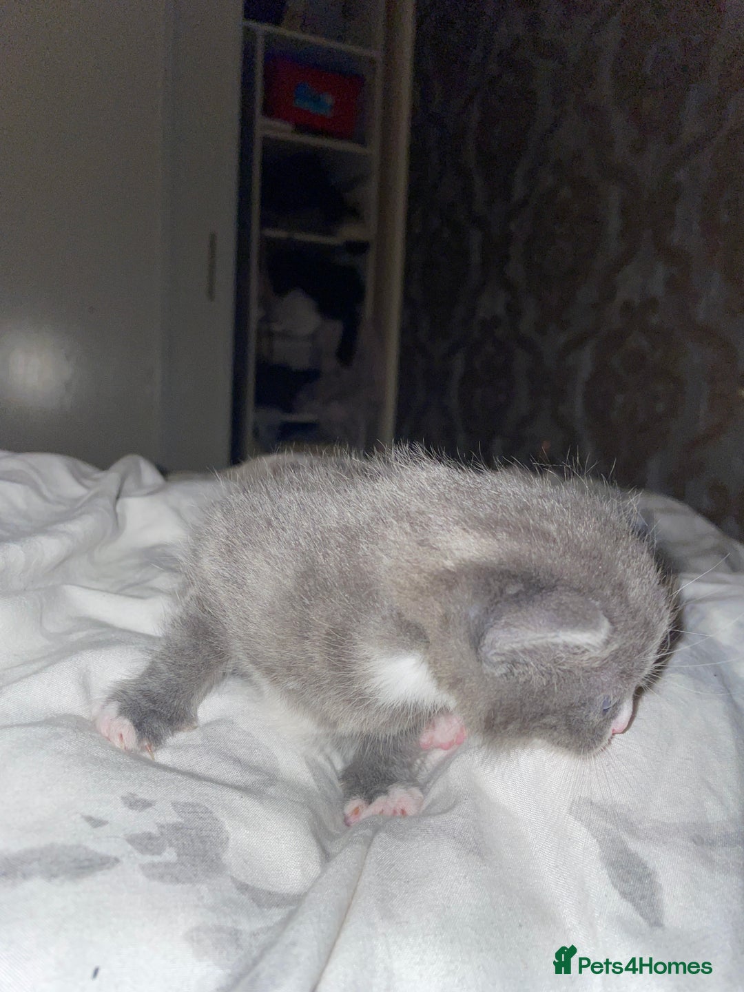 Mixed Breed cats for sale: Grey and white / black and what kittens - Advert 3
