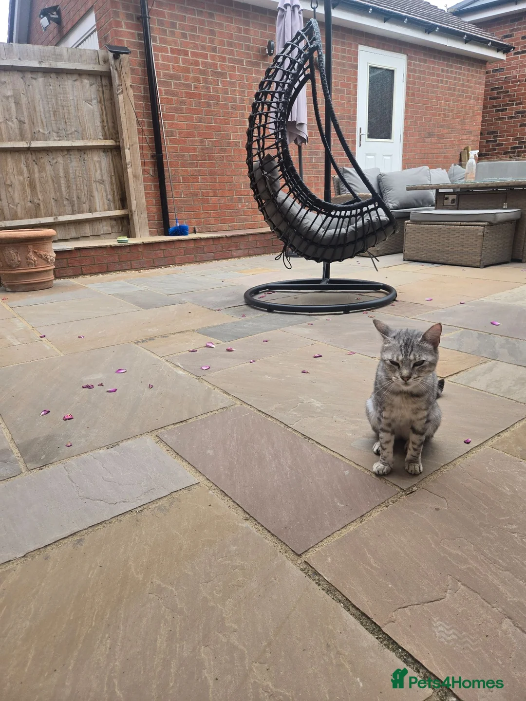 Bengal cats for sale: Beautiful snow bengal - Advert 1