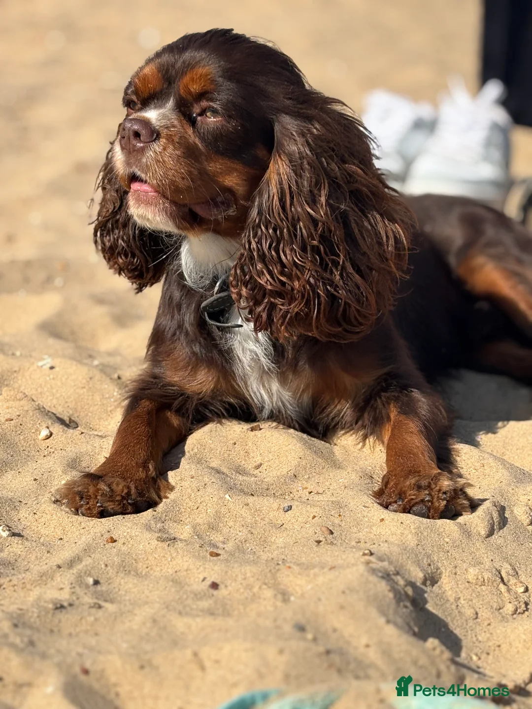 Cavalier King Charles Spaniel dogs for stud: THE BEST Looking CHOCOLATE🍫🐶 CAVALIER STUD - Advert 10