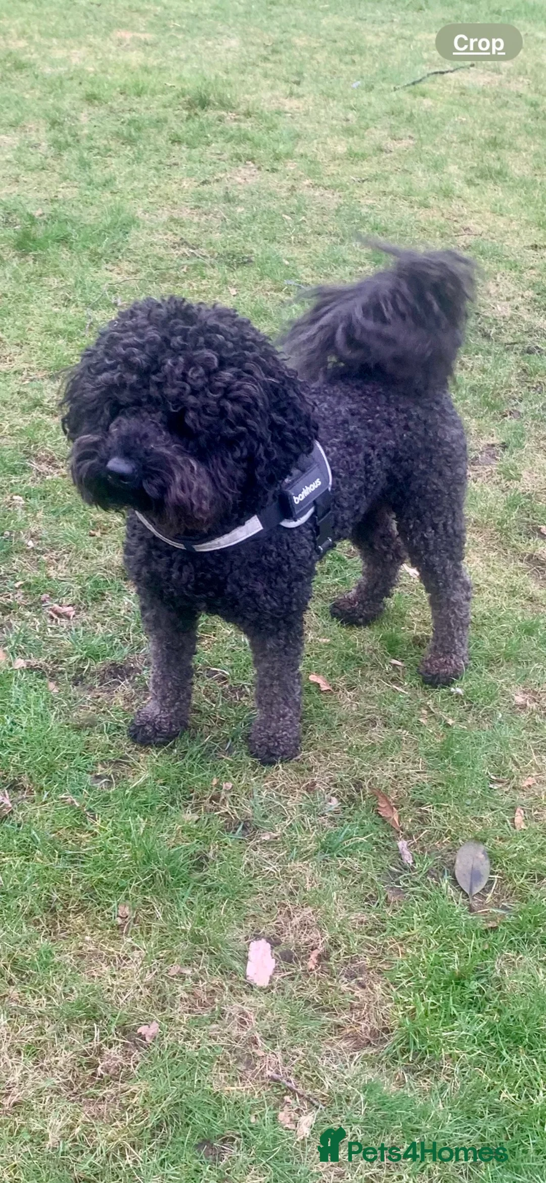 Labradoodle dogs for stud: Mini Doodle stud extensively DNA checked in Warrington - Advert 4