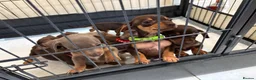 Miniature Dachshund dogs for sale:  Ready To Leave❤️Miniature Dachshund Puppies  - Advert 8