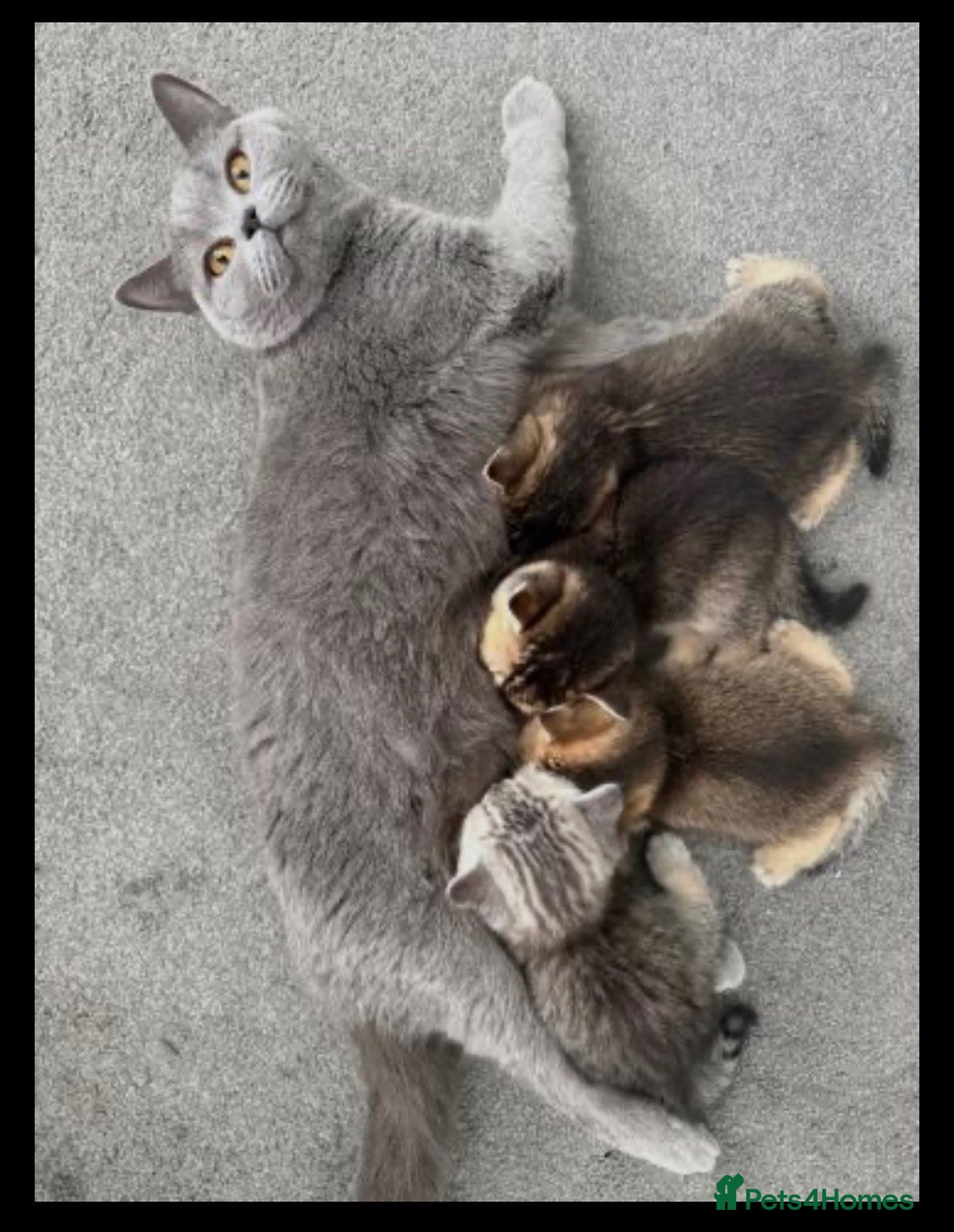 British Shorthair cats British Shorthair Kittens - Advert 2