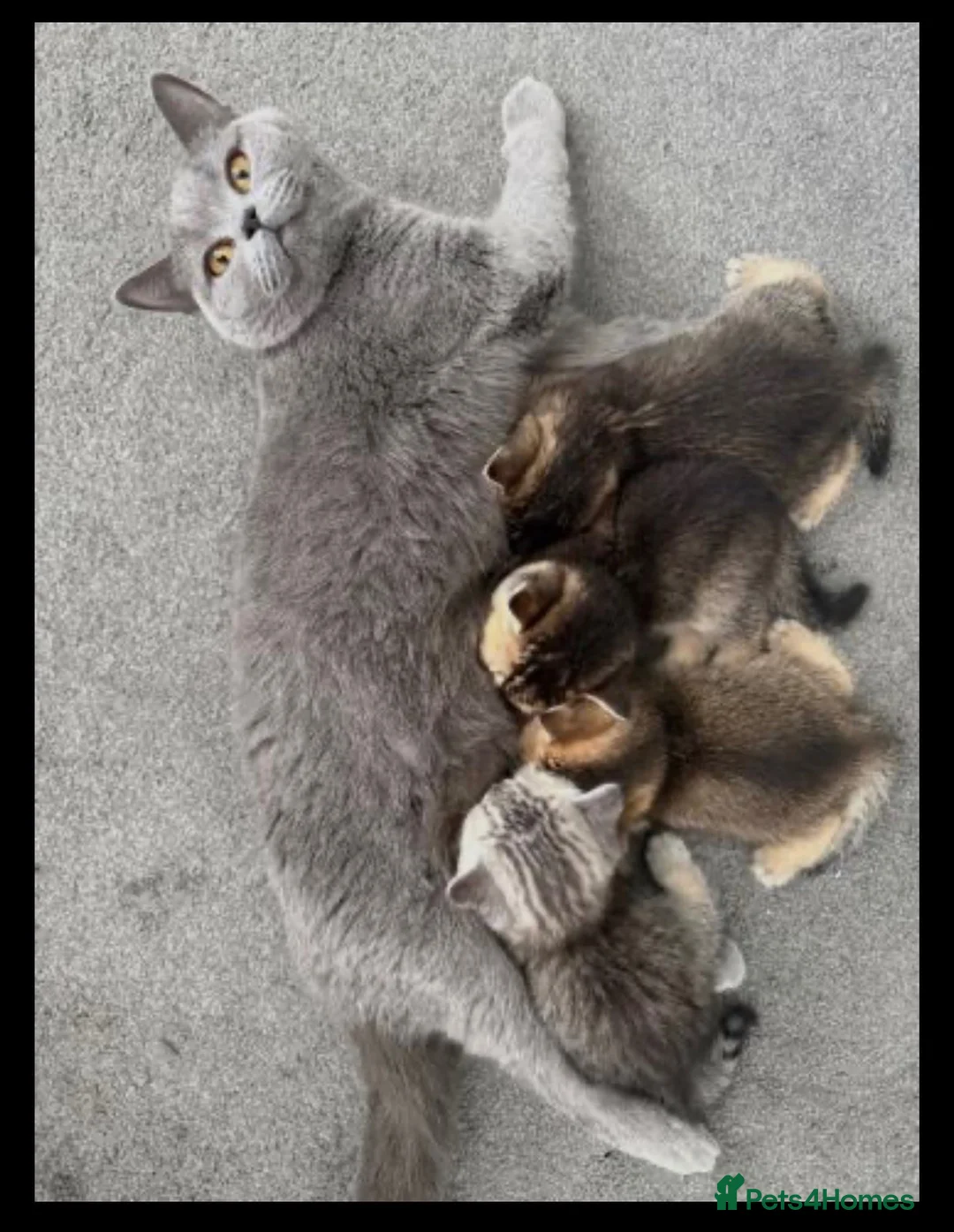 British Shorthair cats for sale: British Shorthair Kittens - Advert 1