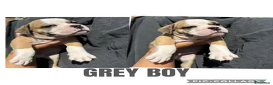 Olde English Bulldogge 12